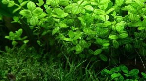 Lindernia rotundifolia