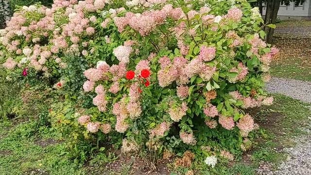 Красивые цветы