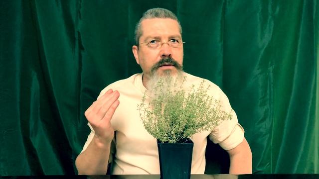 Русский ладан, этой травой лечились наши предки смотреть онлайн