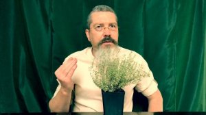 Русский ладан, этой травой лечились наши предки