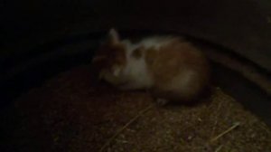 рычащий кот ест мышь.