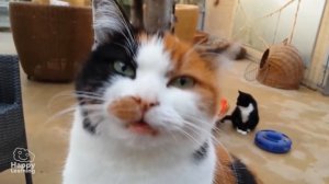 Interesting facts about Cats | Educational Video for Kids.