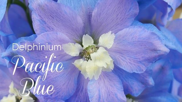 Esmeralda Farms: Delphinium Pacific Blue смотреть онлайн