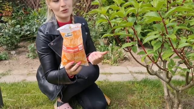 Гортензия будет мощной, с ОГРОМНЫМИ ЦВЕТАМИ. Летняя подкормка и уход смотреть онлайн