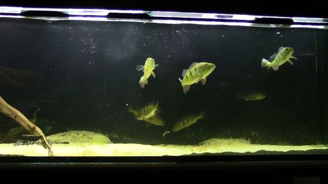 036 Feeding the Cichla Ocellaris смотреть онлайн