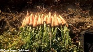 Морковь Балтимор и Канада. Обзор сортов.