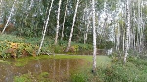 Охота на лесного голубя/вяхиря с подхода. Hunting wood pigeon.