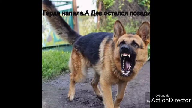 Грусная история про немецкую овчарку смотреть онлайн