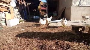 Куры курицы Адлеры 2022осень