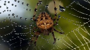 Паукообразные..mp4