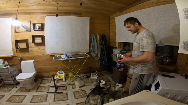 Накормить 9 хаски легко | Тренируем выдержку и команды фу ( оставь), ждать смотреть онлайн