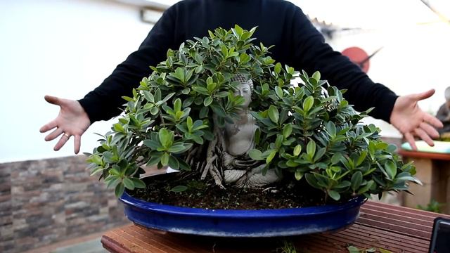 Refinando Bonsai FICUS "Luz de Buda ほとけのひかり" смотреть онлайн