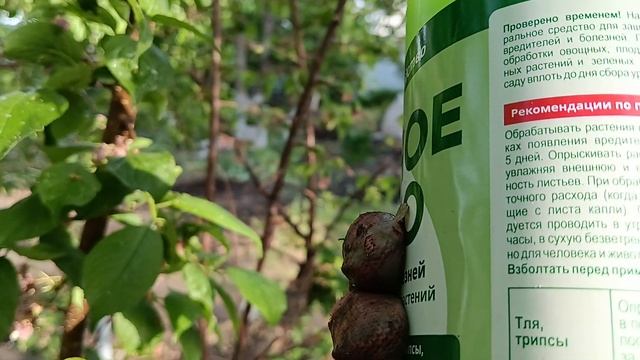 Тля на сливе. Чем бороться ? #тля#слива#методы борьбы# смотреть онлайн