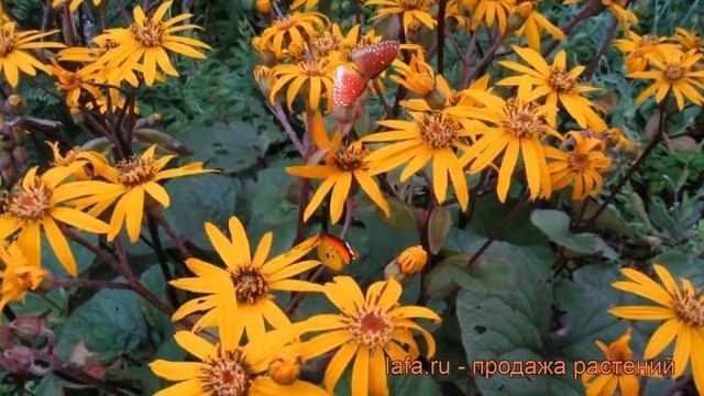 Бузульник зубчатый Дездемона (desdemona) ? обзор: как сажать, рассада, саженцы бузульника Дездемона