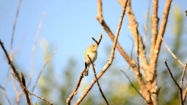малая мухоловка смотреть онлайн