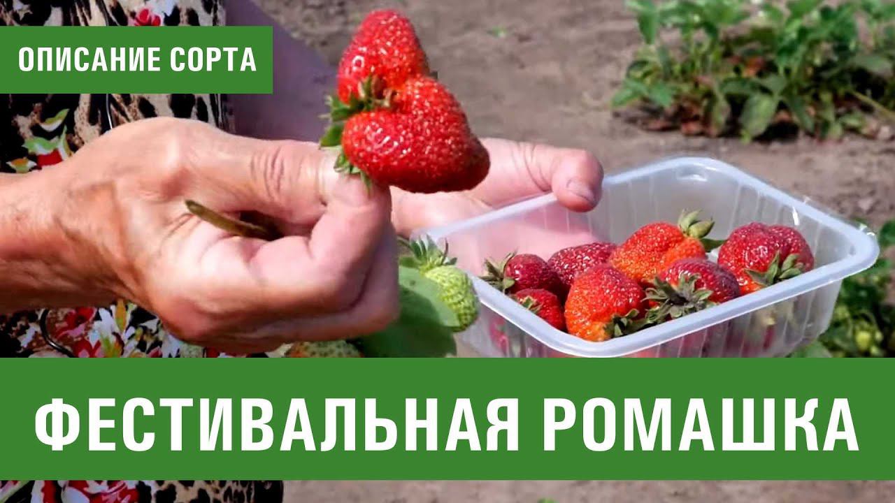 Клубника. Описание сорта Фестивальная Ромашка. Айтжанова Светлана Дмитриевна о сортах земляники.