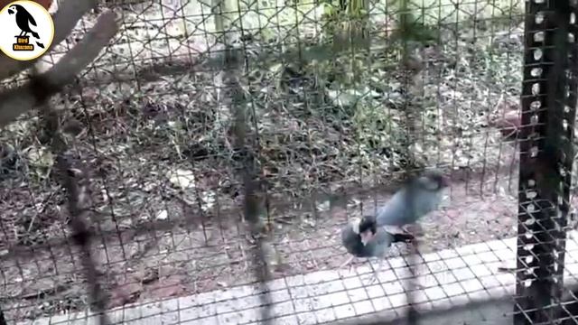 Java Sparrow Breeding Pair From Anand Gujarat смотреть онлайн