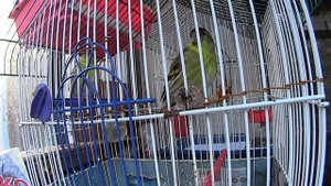 Чиж (Carduelis spinus) Красивое пение чижей