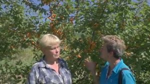 Зимостойкие абрикосы. Сезон 2020.