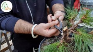 Pinus mugo 'Varella' Splitting The Trunk #PlantHunterTV