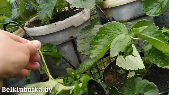 Град. Последствия для клубники. Belklubnika.by.mp4 смотреть онлайн