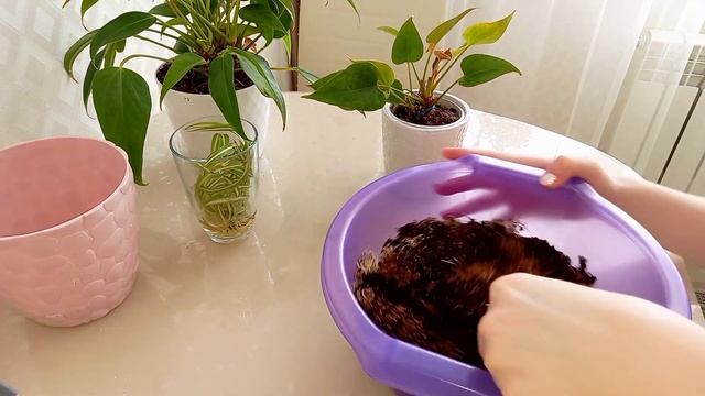 Пересадка Антуриума в правильный грунт Самый лёгкий способ пересадки Антуриума ?