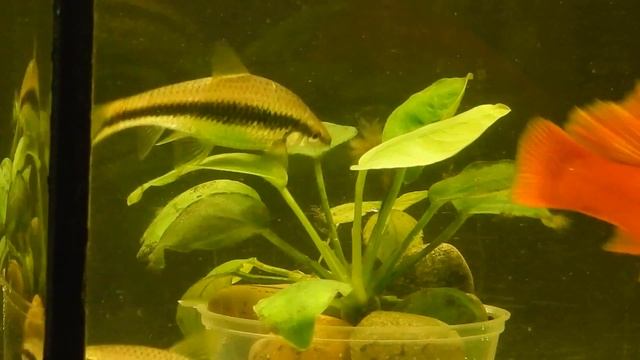 Aqua News №26. Эксперимент или как побороть Вьетнамку? смотреть онлайн