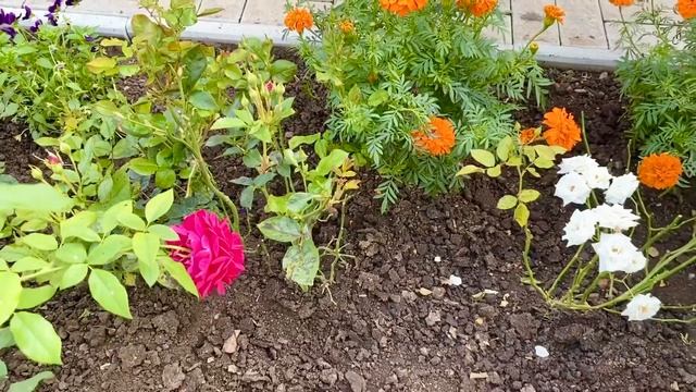 Английские розы. Второе цветение и первый сюрприз... смотреть онлайн