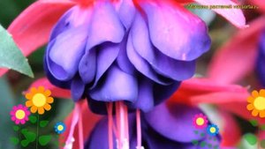 Фуксия обыкновенная Долларпринцессин. Краткий обзор, описание характеристик fuchsia Dollarprinzessi
