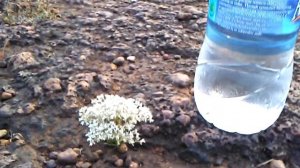 Stone flowers