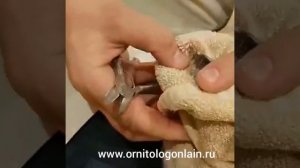 Как определять длину клюва и правильно его подрезать.