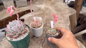 多肉植物育ててる人の動画 ブルバ交配を成功させる💪