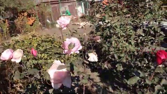 Роза Айсберг флорибунда . Суперцветение осенью. Октябрь. смотреть онлайн