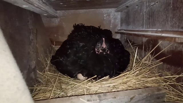 ПЕРВЫЙ ХОХЛАТЫЙ ЦЫПЛЁНОК ИЗ ПОСЫЛКИ! смотреть онлайн