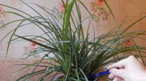 Бильбергия поникающая. Уход за растением и его особенности.