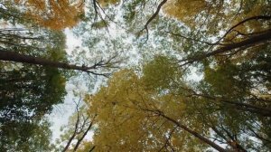 Один короткий телефонный звонок вывел жену на чистую воду прямо в магазине. Истории измен