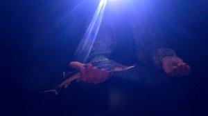 Ловим Стерлядь На Фидер На Волге! Трофейная Густера! Плов С Лосятиной! Рыбалка С Ночевкой!