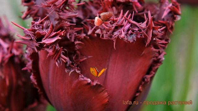 Тюльпан бахромчатая Лабрадор (tulipa labrador) ? обзор: как сажать, луковицы тюльпаны Лабрадор смотреть онлайн