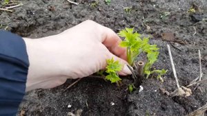 Надо знать , что делать с дельфиниуми весной .