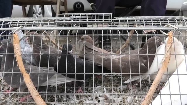 Голубиный рынок в Астрахани! 17.07.22г смотреть онлайн