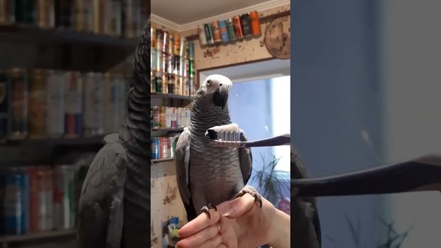 ЗАЧЕМ ПОПУГАЯМ ЗУБЫ !? ЭВРИКА ! ЖАКО ! смотреть онлайн