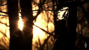 НЕЖЕГОЛЬ - Истоки