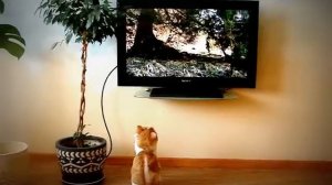 Cat watching TV — Кот смотрит телевизор