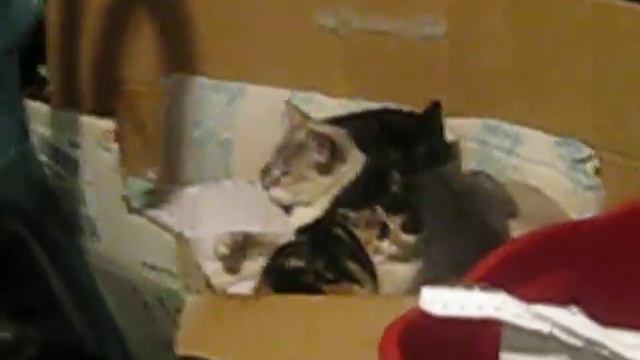 Episoode 3 con't.The Ward Family Reality Show Series: Calico had kittens смотреть онлайн