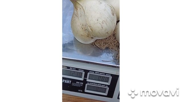 НАШ ЧЕСНОК МЕДВЕЖИЙ КОГОТЬ 2023 Г // ВАЦАП ДЛЯ ЗАКАЗА ЧЕСНОКА 8-915-245-81-59 ПИСЬМЕННО смотреть онлайн