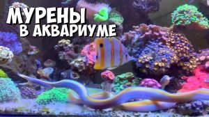 Мурены в аквариуме