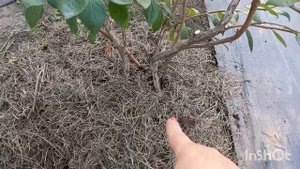 Уход за голубикой осенью. Досыпка, утепление и подкормка.