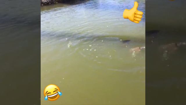 Пруд бурлит. Вода кипит. С Пятницей Всех. 😂😂😂👍 смотреть онлайн