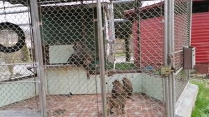 Питомник ОБЕЗЬЯН в Сочи.