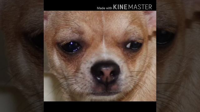 Сабака писала сабака какала сабака села и заплакала???.... смотреть онлайн